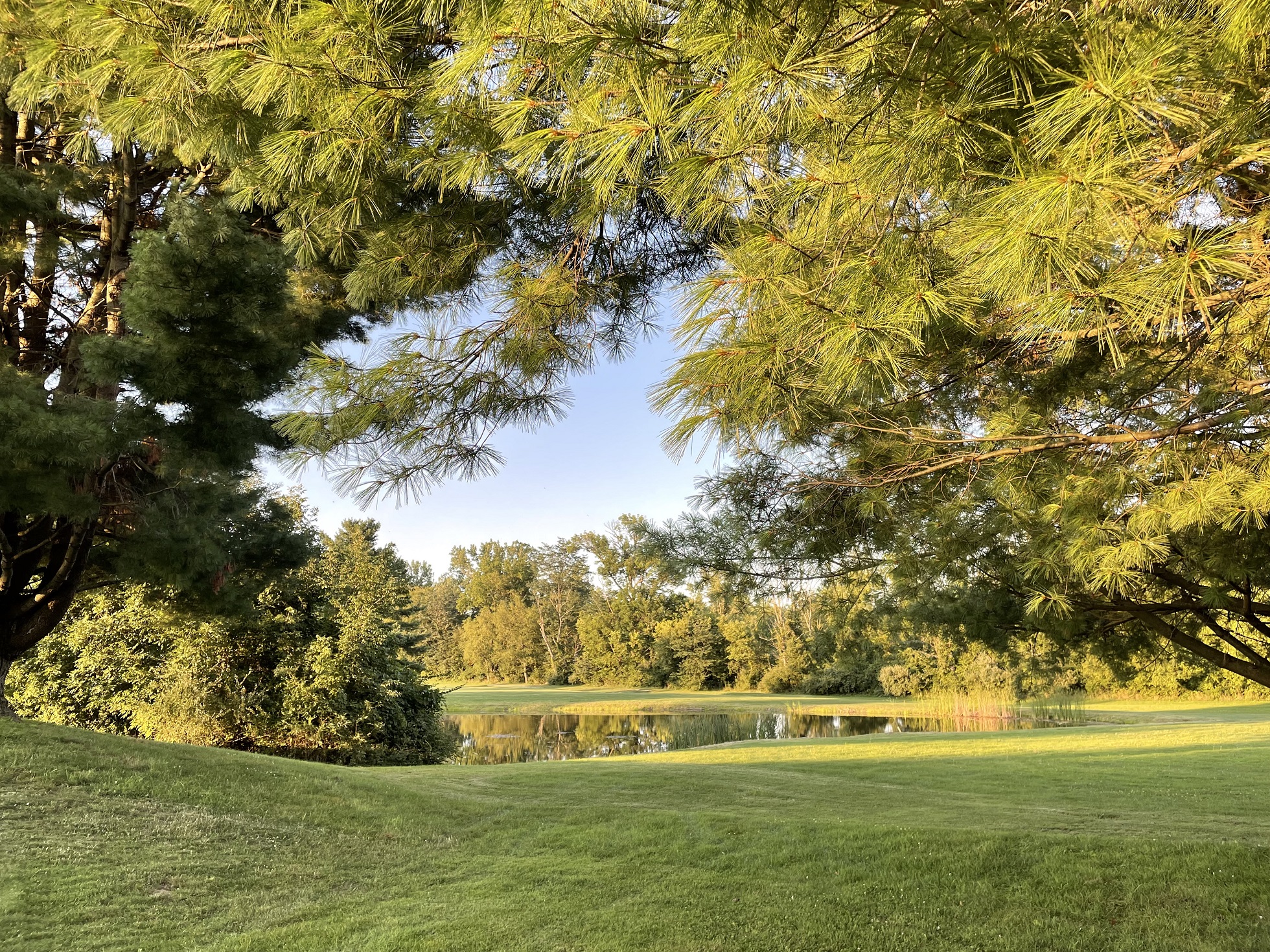 view of golf course with large tree in foreground